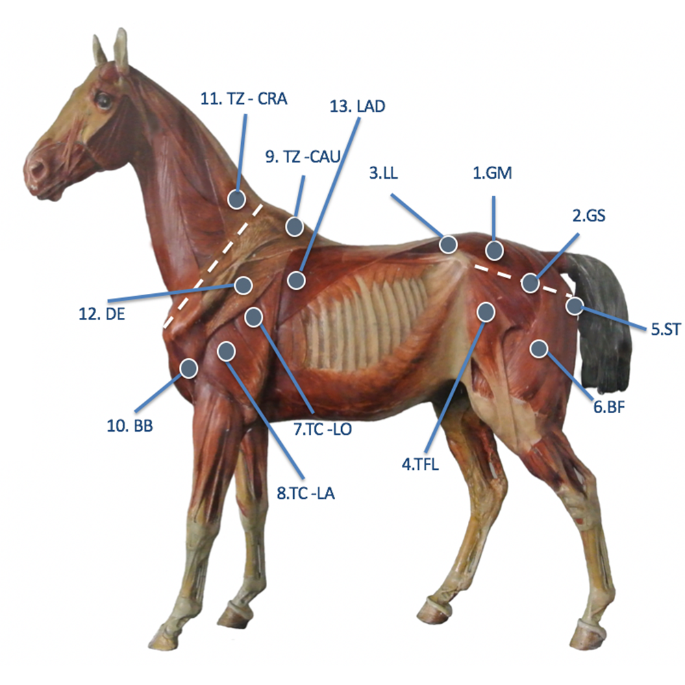 Illustration of where to place the CURO system for Veterinarians on a horse